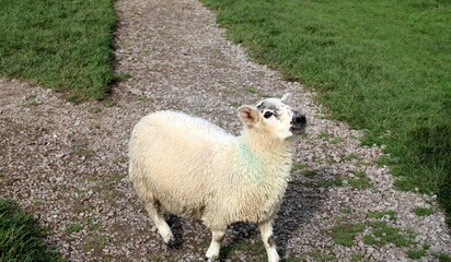 Mary had a little lamb - Fairy Fort Ringfort, Dingle, County Kerry, Ireland © FluffMuff