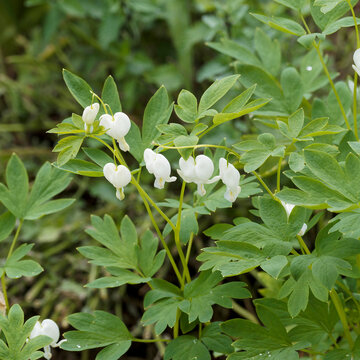 Dicentra spectabilis 'Alba' oder Tr&auml;nendes Herz, spektakul&auml;re wei&szlig;e, h&auml;ngende, herzf&ouml;rmige Bl&uuml;ten, die in Reihen an bogenf&ouml;rmigen St&auml;ngeln angeordnet sind
