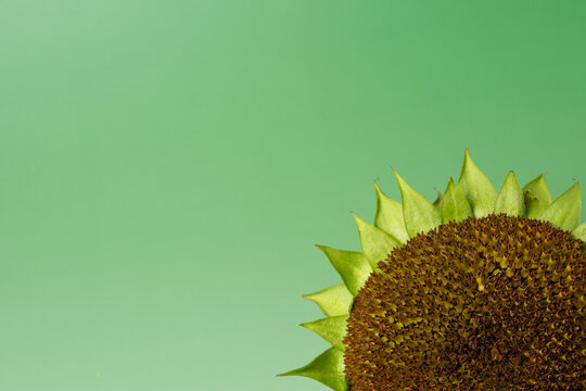 Ripe sunflower seed head on green background with copy space