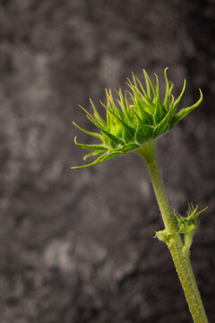 Green Sunflower Head Before Blooming on Gray Background