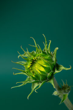 Green Sunflower Head Before Blooming on Green Background