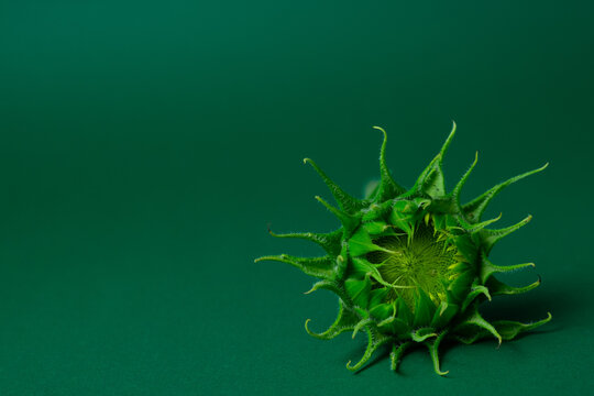 Green Sunflower Head Before Blooming on Green Background