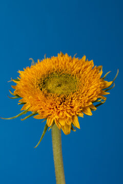 Decorative sunflower flower on blue background with copy space