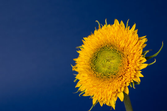 Decorative sunflower flower on blue background with copy space