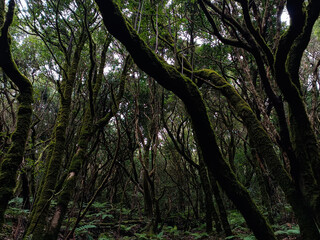 Fototapeta premium trees in the forest
