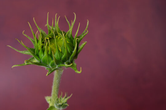 Decorative sunflower bud on burgundy background with copy space