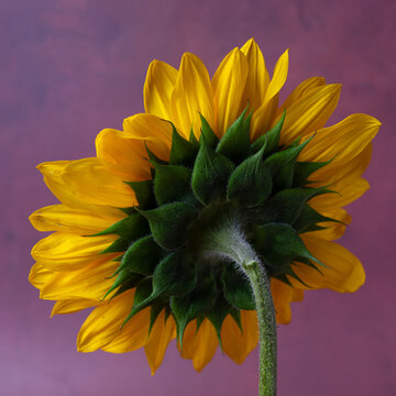 Back Side of Bright Sunflower on purple Background