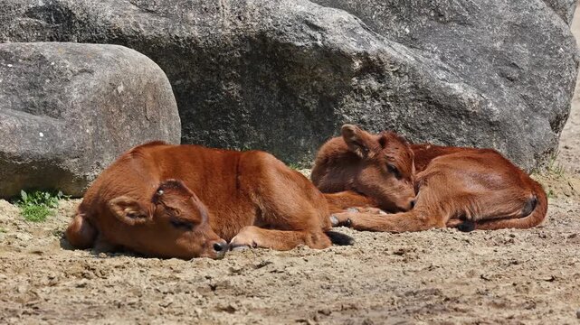 Baby Aurochs, Heck cattle, Bos primigenius taurus, claimed to resemble the extinct aurochs. Domestic highland cattle