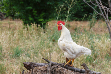 Young white rooster © asb63