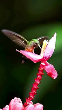 A beautiful hummingbird hovering near a pink tropical flower in a lush rainforest setting