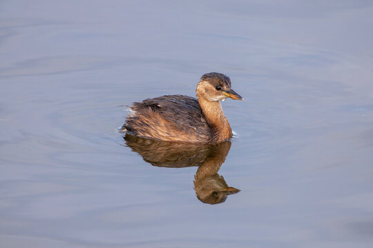 Little grebe swimming in a lagoon.