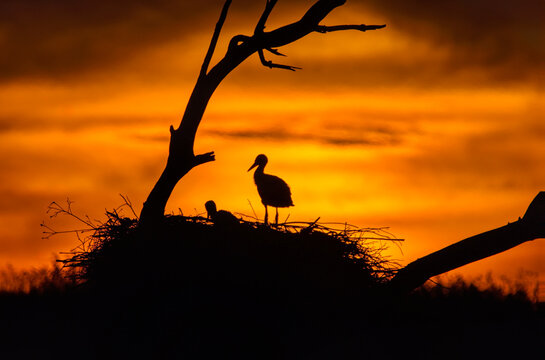 Sunset over a tree with white stork nests in the La Serena region of Badajoz.