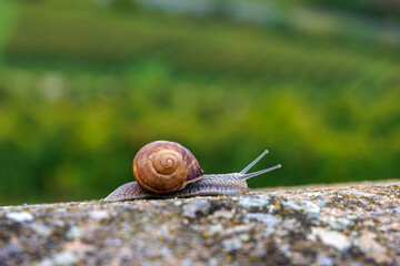 Roman snail, Helix pomatia, crawling along a stone ledge against a blurred green landscape  © Dina