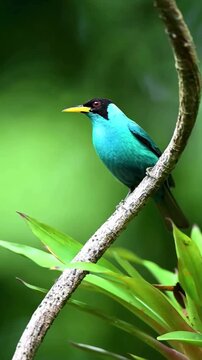 A vibrant Blue Dacnis bird perched on a branch in a lush tropical rainforest