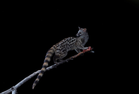  Genet, genetta genetta hunting at night.