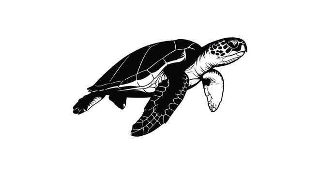 Sea turtle illustration detailed shell pattern black and white silhouette