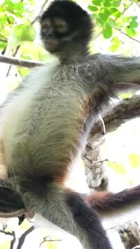 A spider monkey perched high in the rainforest canopy looking down at the camera
