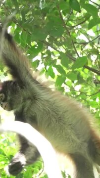 A spider monkey climbs a tree in the tropical rainforest of Costa Rica