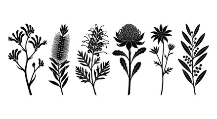 Australian native flora vector silhouette set including kangaroo paw bottlebrush grevillea waratah and eucalyptus foliage isolated on white background © selena