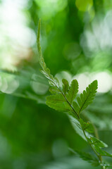 Fresh green fern frond emerging among soft blurred foliage. Natural botanical background representing growth, renewal, lush vegetation and tropical plant concepts. © Anna Zaro