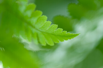 Bright green fern leaf with fine feathered texture framed by soft  foliage. Botanical background ideal for nature-inspired design, sustainability themes, spa branding and decorative wall art. © Anna Zaro