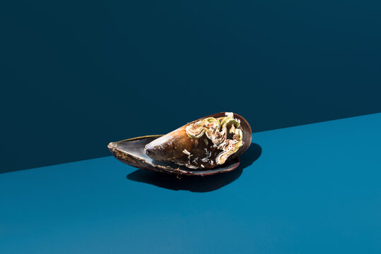 Open and closed mussel shells on blue background
