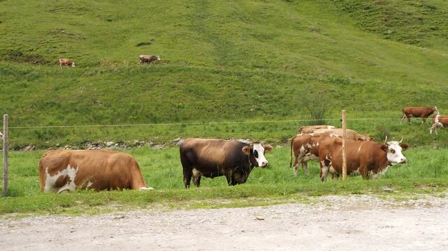 Cattle grazing on green alpine mountain pasture in summer
