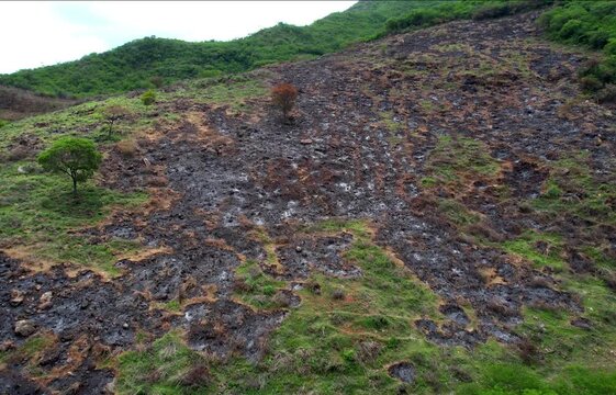 Drone view of a charred mountain slope bordered by lush green forest after a wildfire
