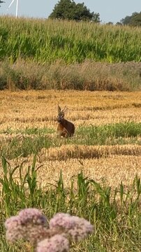 Junger Rehbock l&auml;uft &uuml;ber abgeerntetes Feld im Sommer - Junger Rehbock (Capreolus capreolus) l&auml;uft aufmerksam &uuml;ber ein abgeerntetes Feld zwischen Mais und Feldrand. Wildtier in sommerlicher Agrarlands