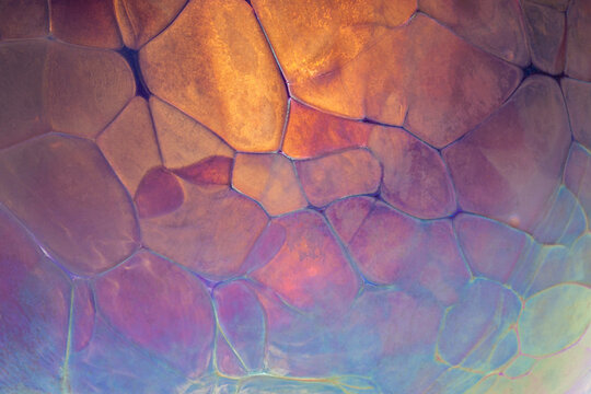 Colorful abstract macro pattern with translucent polygon shapes