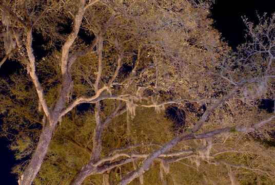 Eerie Florida evergreen trees near illuminated amusement park