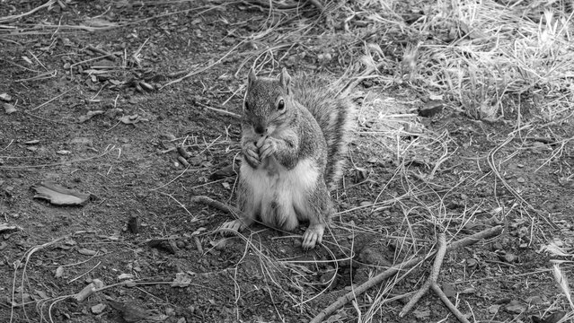 Black and white squirrel holds food while sitting on ground