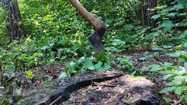 Man chops a weathered tree stump with an axe in the forest, firewood preparation, outdoor work, woodcutting, rustic lifestyle.