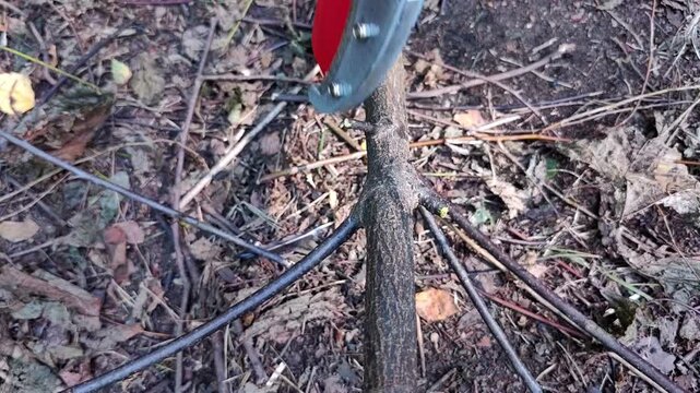 man trimming dry branches with professional garden loppers  in the forest, pruning tool in use, woodland maintenance, landscaping work, outdoor gardening.