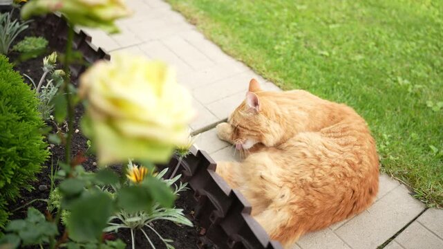 Adult ginger cat lying on concrete path and cleaning itself in garden. ginger tabby cat lies comfortably on a concrete pathway in the backyard of a countryside dacha, licking its paw and cleaning