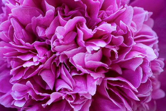 Background with bright pink peonies. Macro shot of the flowers