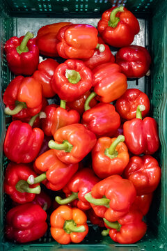 Fresh farm red or yellow bell sweet paprika  vegetables, processing in greenhouse after harvest, sorting, packaging, agricultural innovations in Netherlands, food growing farm in Europe