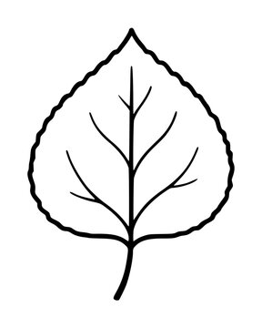 Hand-traced vector illustration icon of a delicate aspen leaf with finely detailed veins and serrated edges, rendered in clean minimalist black outline style on a white background