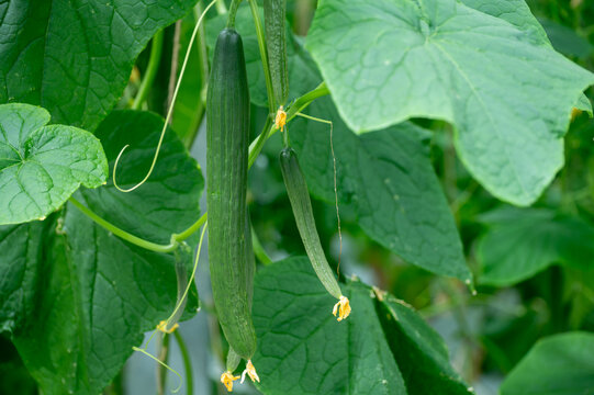 Fresh farm cucumbers vegetables, harvesting, processing in greenhouse after harvest, sorting, packaging, agricultural innovations in Netherlands, food growing farm in Europe
