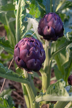 Spring fields with purple Romanesco artichokes plants, ready to harvest