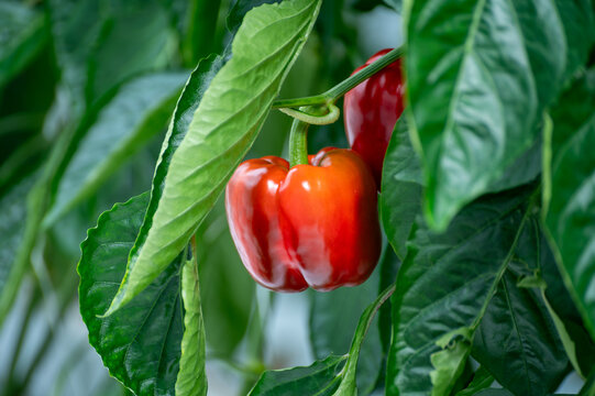 Growing of green or red bell sweet paprika  vegetables, rows of plants, processing in greenhouse, agricultural innovations in Netherlands, food growing farm in Europe