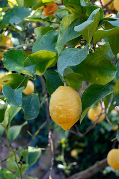 Yellow ripe lemons on lemon tree orchard in Italy, ready to harvest