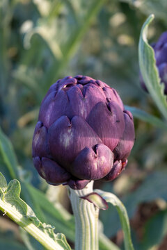 Spring fields with purple Romanesco artichokes plants, ready to harvest