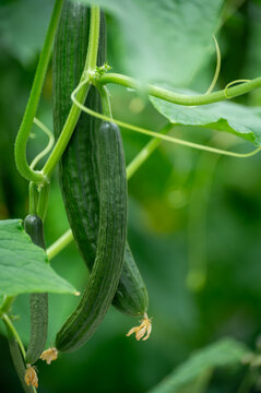Fresh farm cucumbers vegetables, harvesting, processing in greenhouse after harvest, sorting, packaging, agricultural innovations in Netherlands, food growing farm in Europe