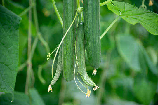 Fresh farm cucumbers vegetables, harvesting, processing in greenhouse after harvest, sorting, packaging, agricultural innovations in Netherlands, food growing farm in Europe