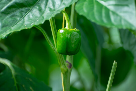 Growing of green or red bell sweet paprika  vegetables, rows of plants, processing in greenhouse, agricultural innovations in Netherlands, food growing farm in Europe