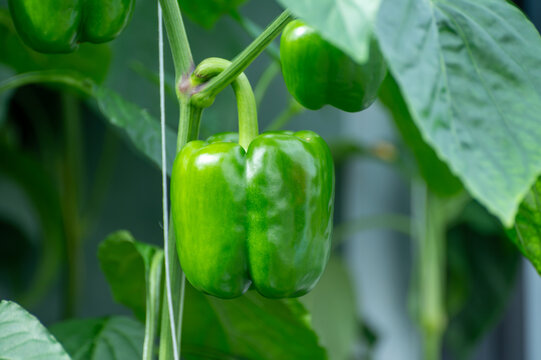 Growing of green or red bell sweet paprika  vegetables, rows of plants, processing in greenhouse, agricultural innovations in Netherlands, food growing farm in Europe