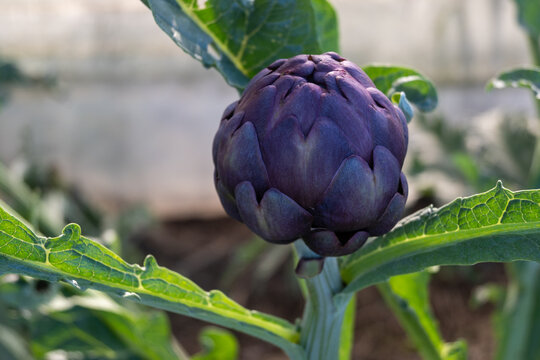 Spring fields with purple Romanesco artichokes plants, ready to harvest