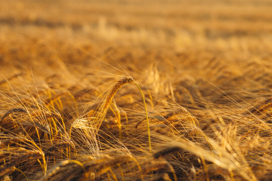Golden wheat field at harvest time in warm sunlight
