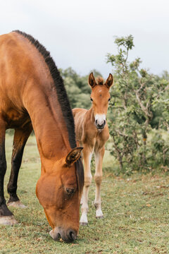Mare grazing beside foal in a natural pasture